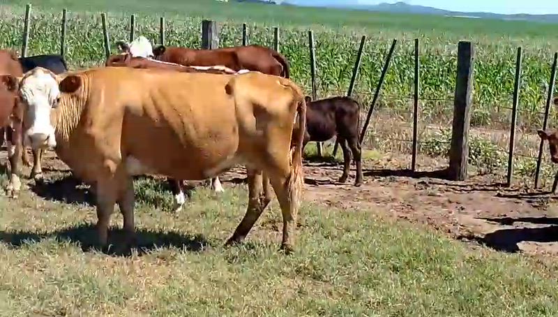 30 Vacas CUT con cría