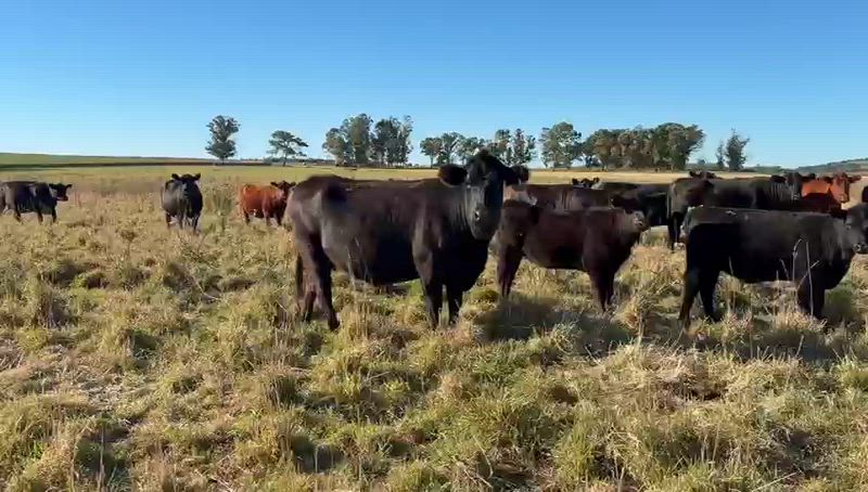 95 Terneros y Terneras