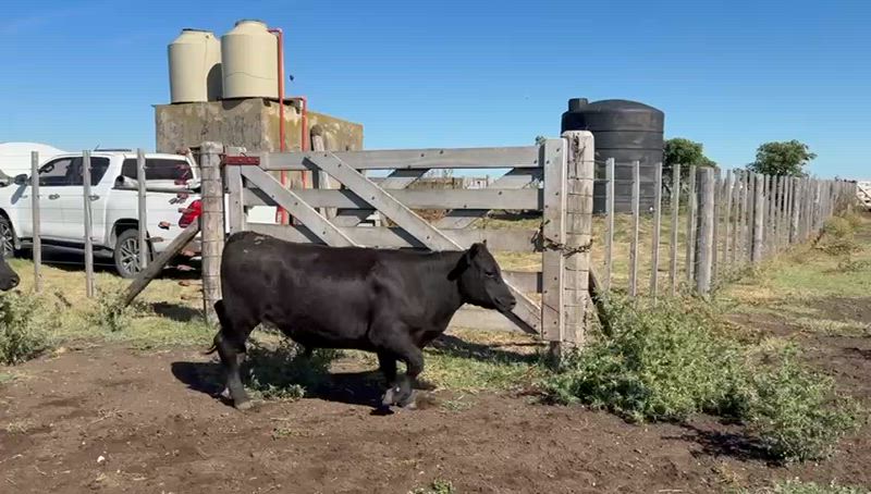 70 Novillitos y Vaquillonas