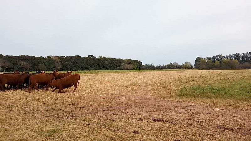25 Vacas preñadas