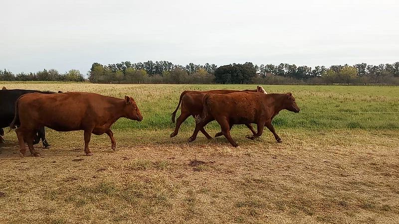 25 Vacas preñadas