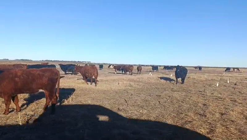 120 Vacas con cría