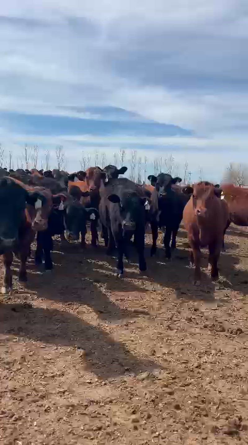 110 Terneras
