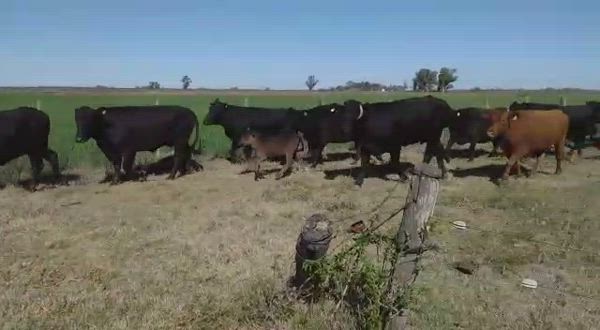 40 Vacas preñadas Brangus Negro de 500kg