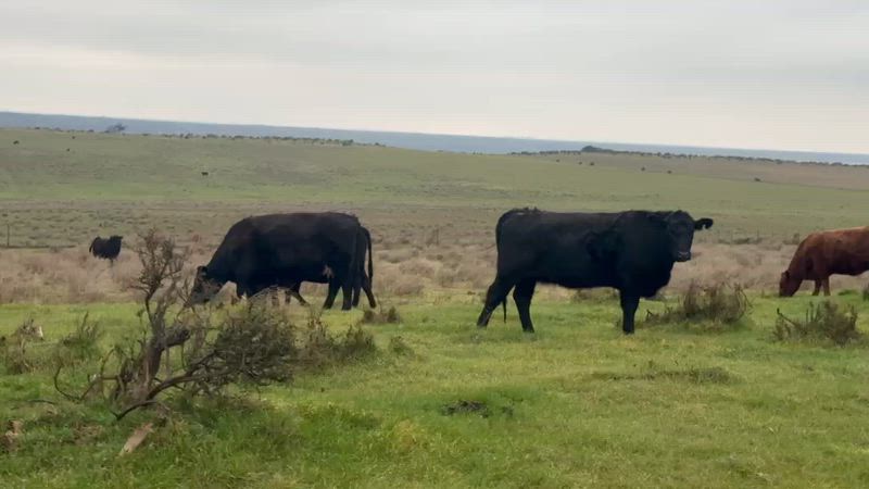 200 Vacas preñadas