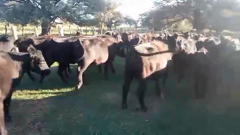 80 Vacas de invernada
