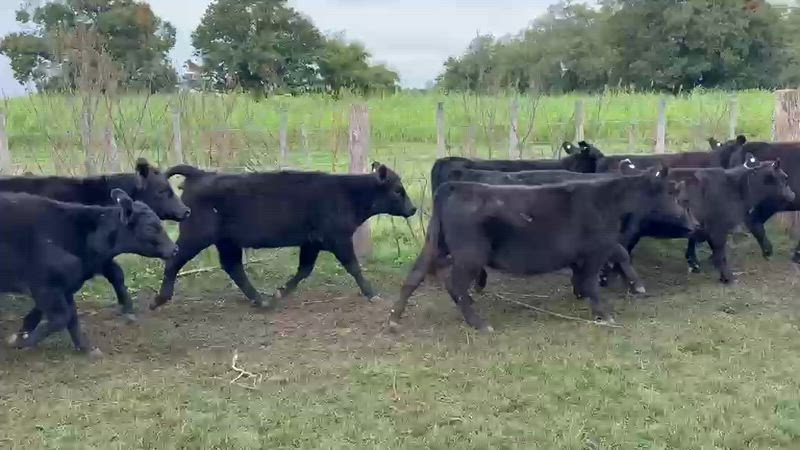 65 Terneros y Terneras