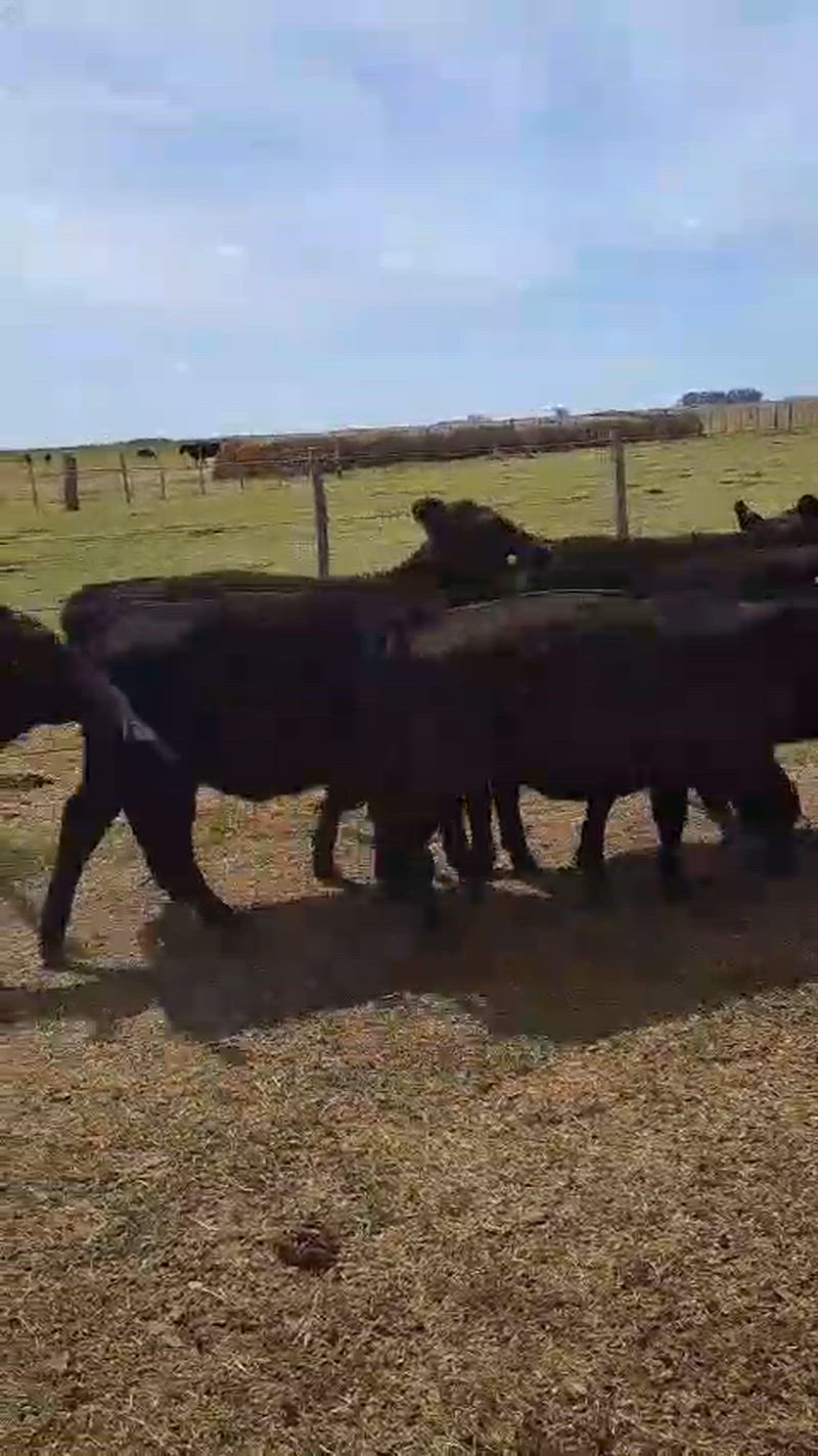 60 Terneros y Terneras