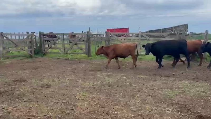 65 Terneros y Terneras