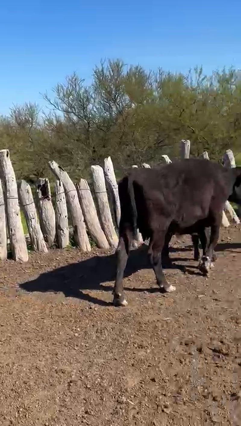 35 Vacas CUT con cría