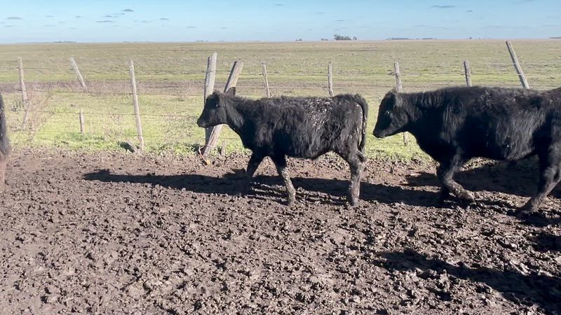 70 Terneros