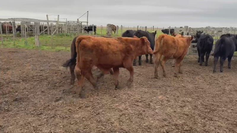 60 Terneros y Terneras