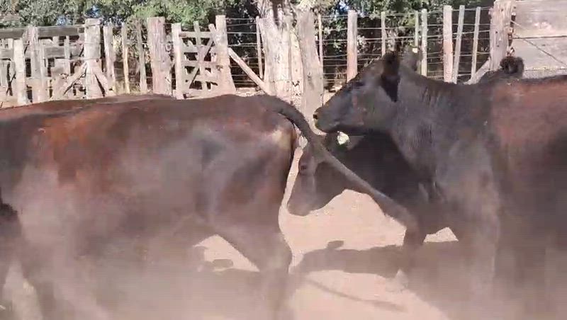 55 Vacas preñadas