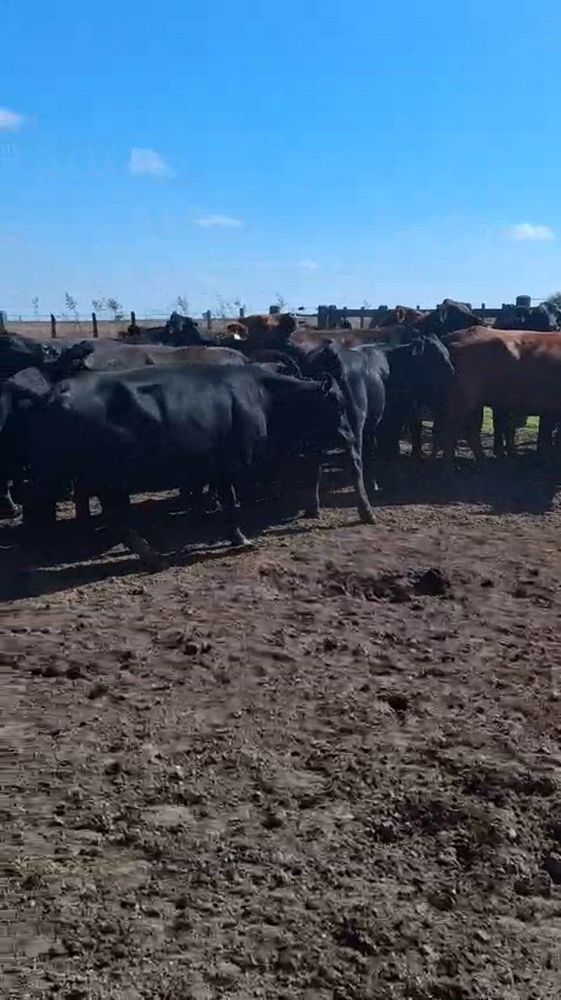 50 Vacas de invernada