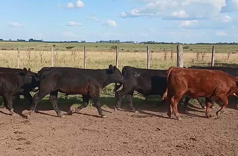 60 Terneros y Terneras