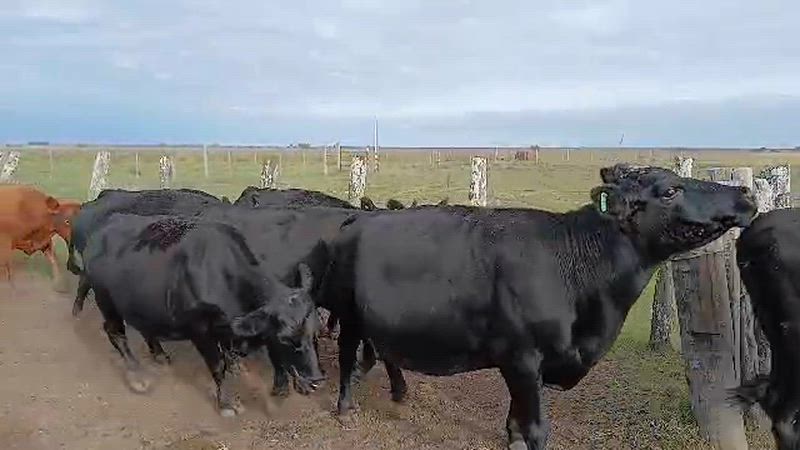 55 Vacas de invernada