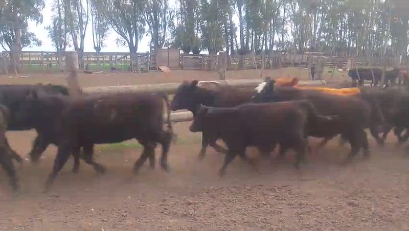 70 Terneras