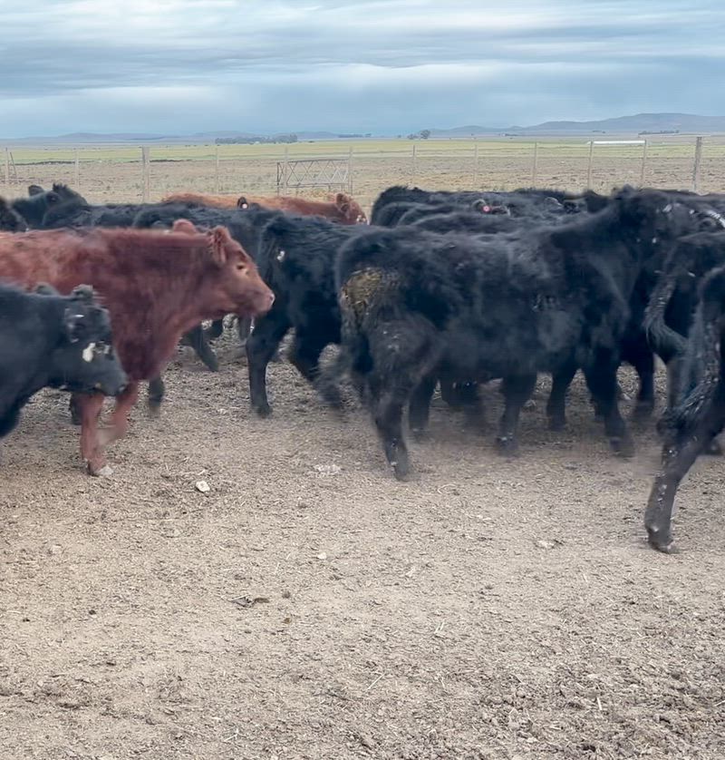 275 Terneros y Terneras