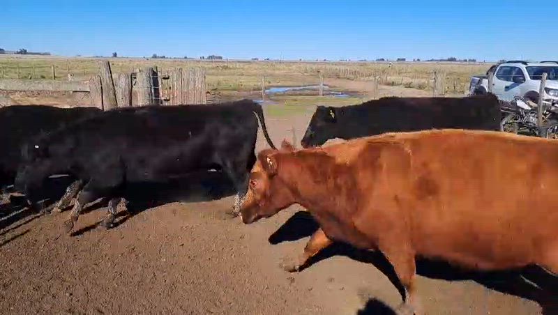 25 Vacas CUT Preñadas