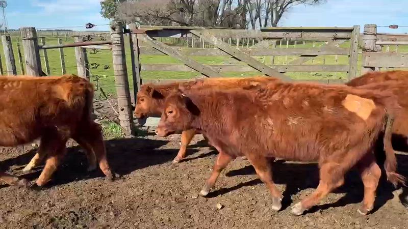 60 Terneros y Terneras