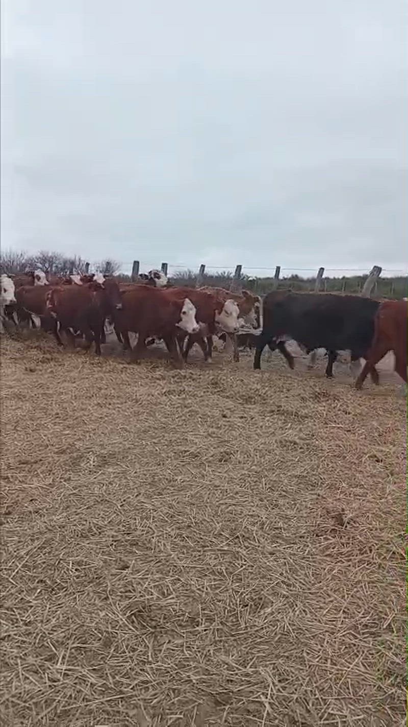 70 Vacas de invernada