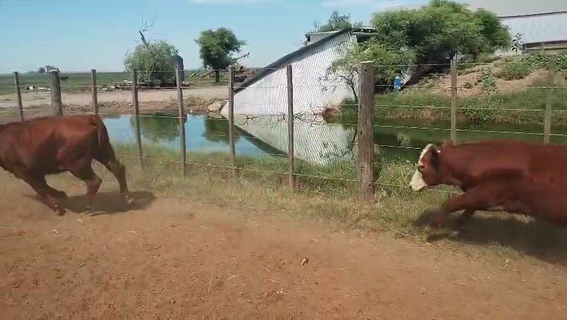 95 Terneros y Terneras