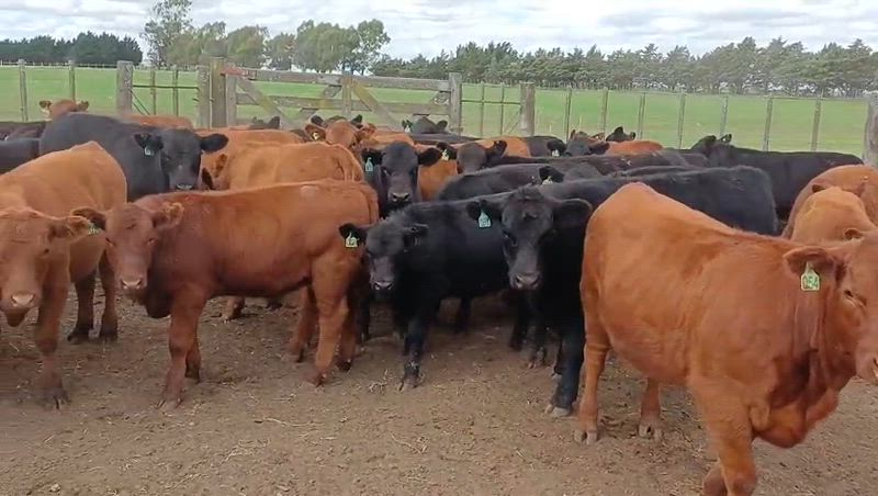 90 Terneros y Terneras