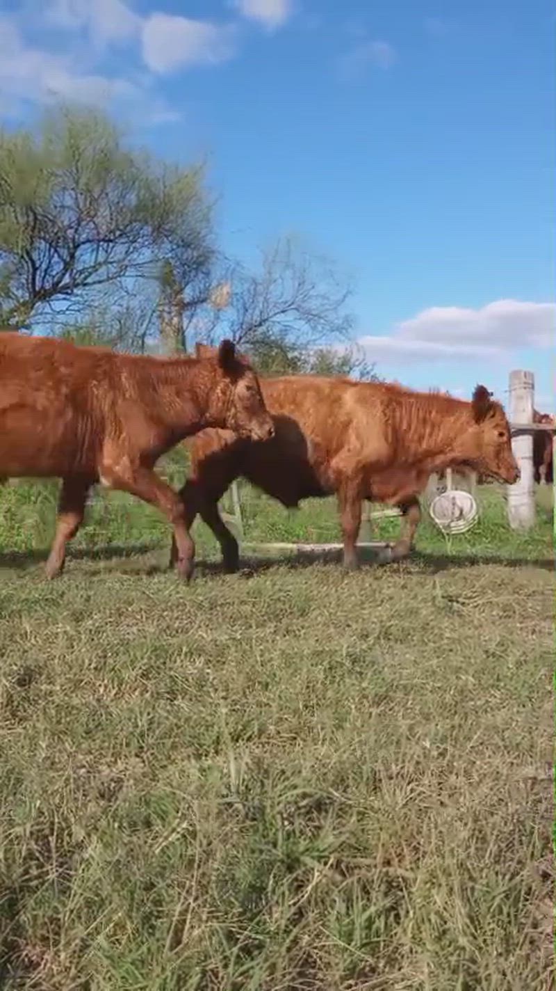 190 Terneros y Terneras