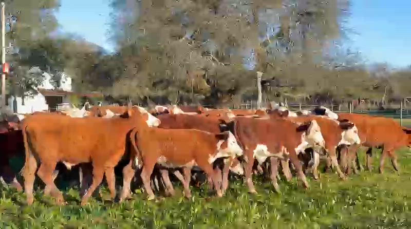 75 Terneros y Terneras