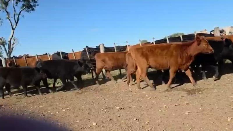 55 Terneros y Terneras