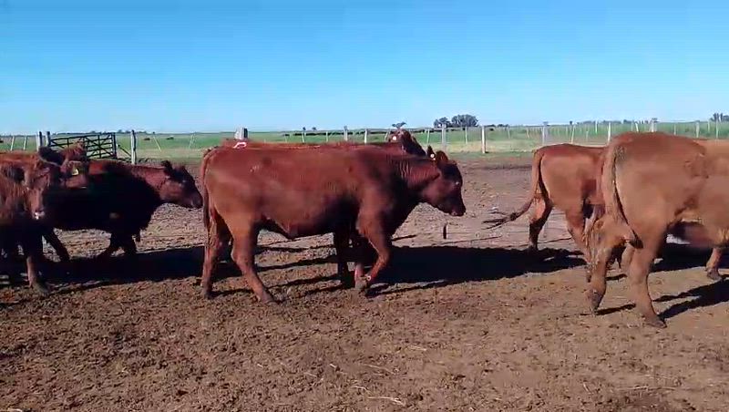 45 Vaquillonas Preñadas