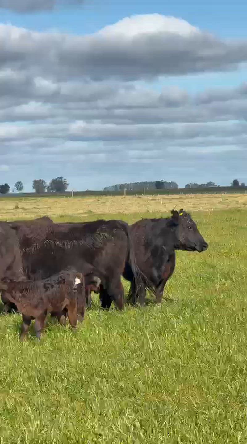 30 Vacas con cría