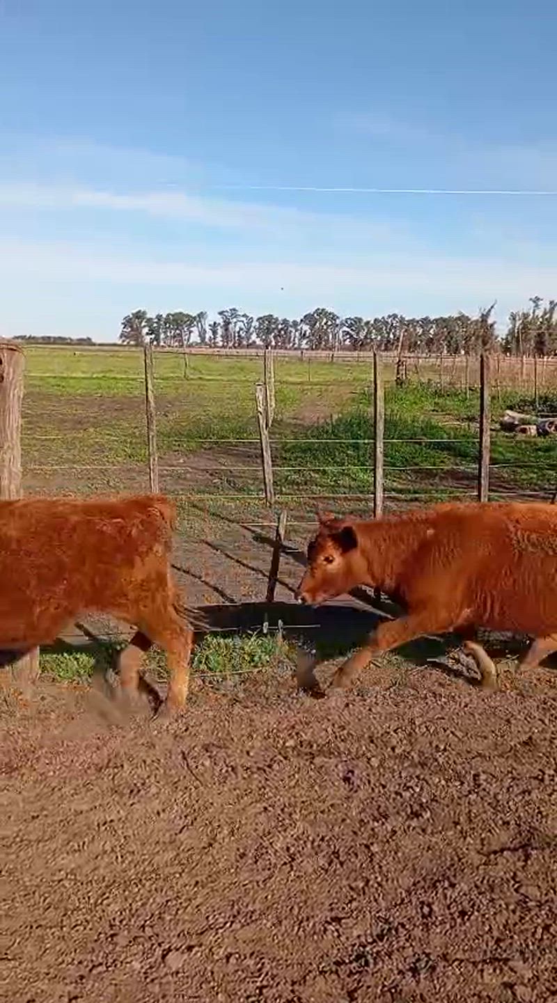 60 Terneros y Terneras