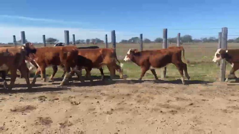 200 Terneras