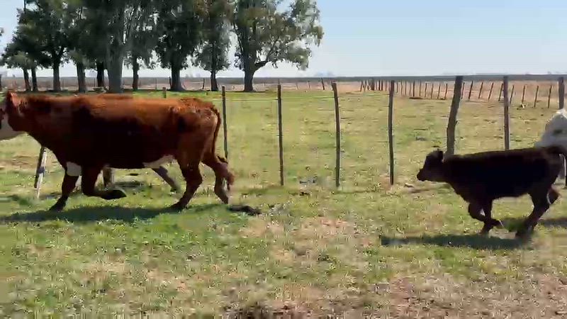 60 Vacas CUT con cría