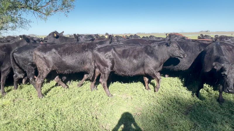 160 Vacas preñadas