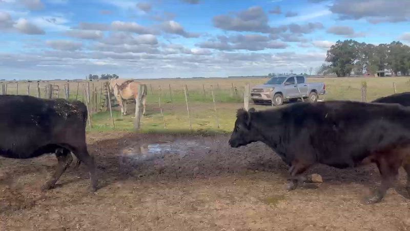 100 Vacas preñadas