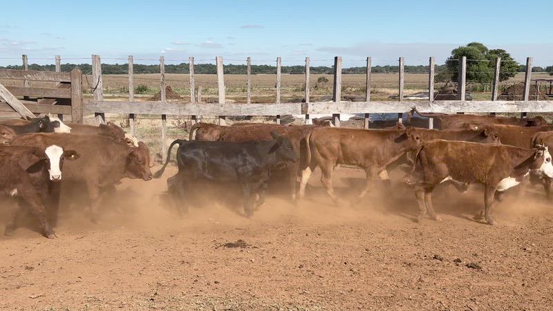 130 Terneros y Terneras
