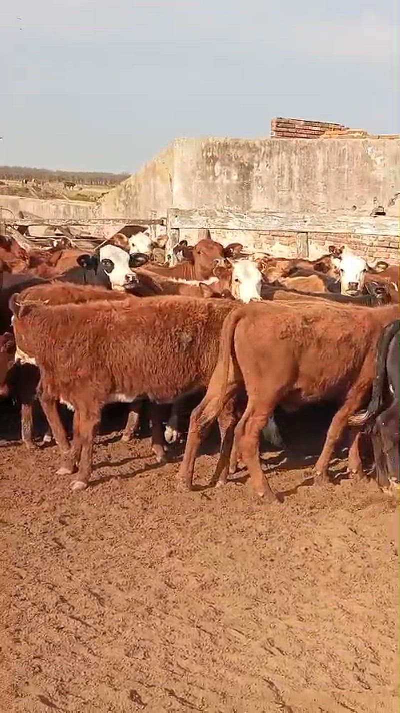 80 Terneras