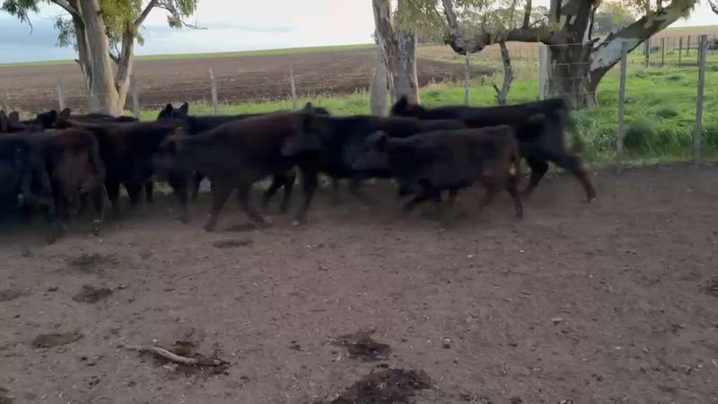 80 Terneros y Terneras