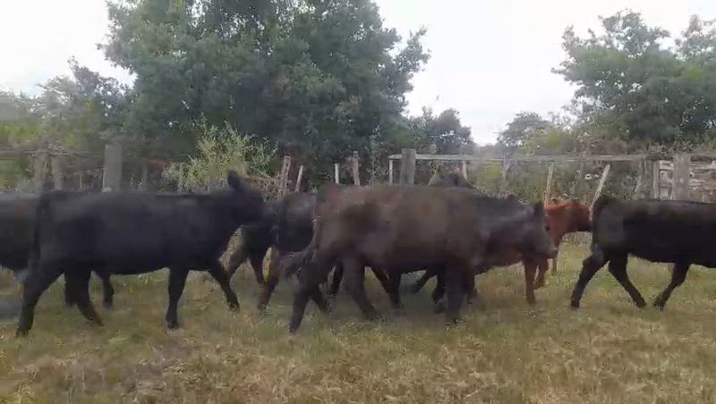 30 Terneros y Terneras