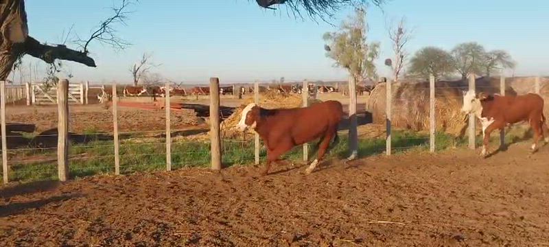 65 Terneros