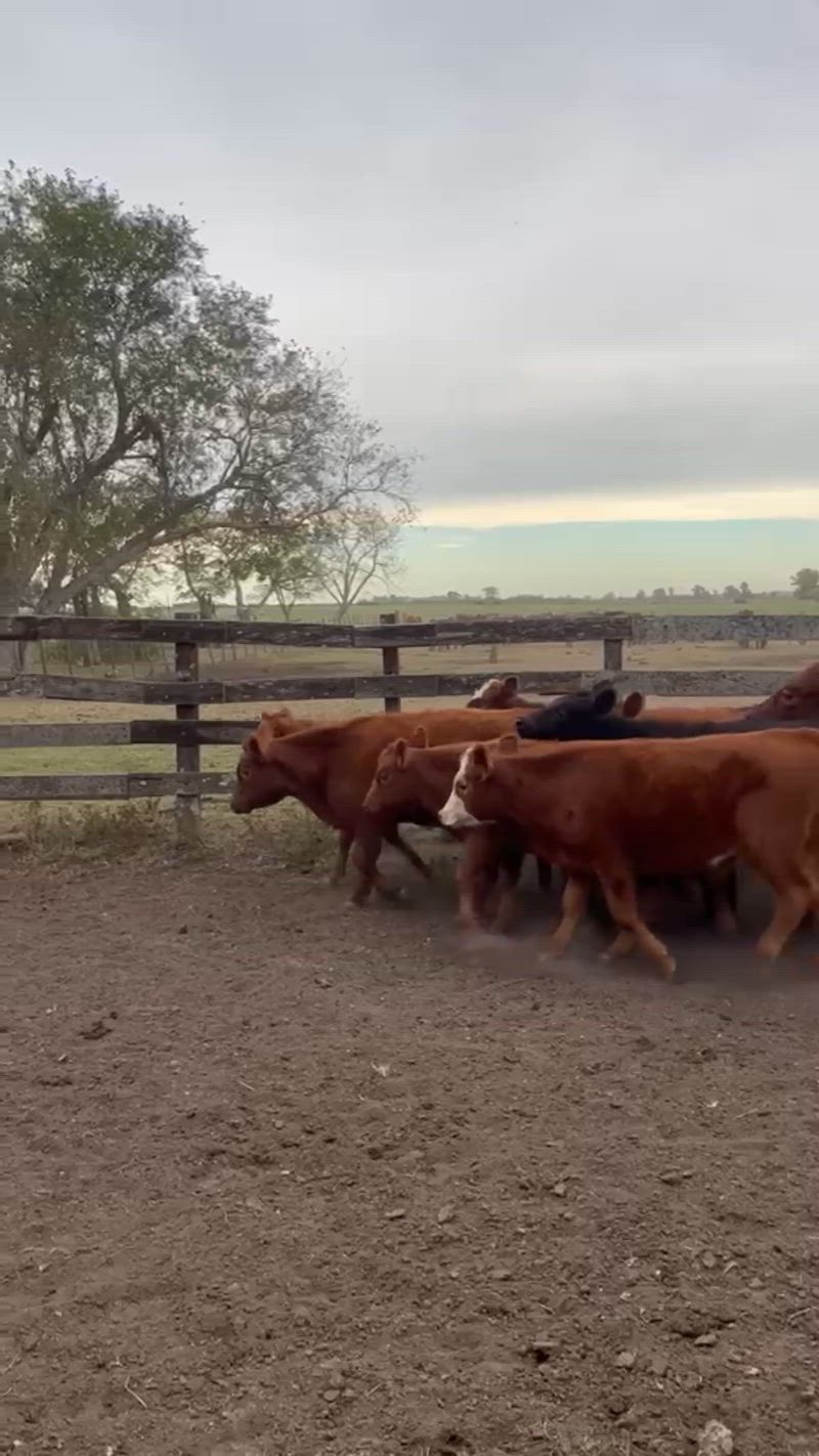 55 Terneros y Terneras