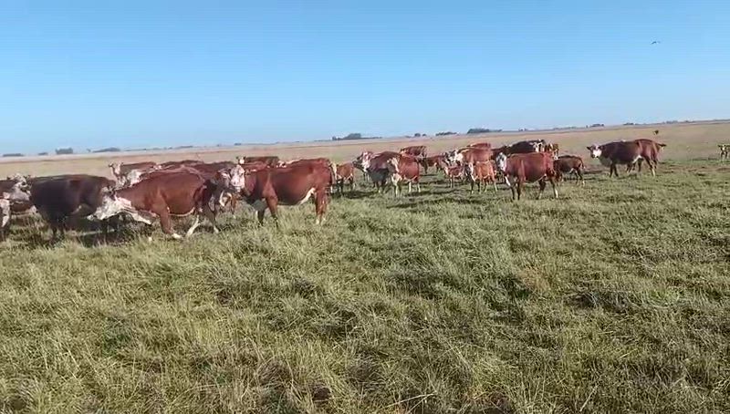 35 Vacas CUT con cría