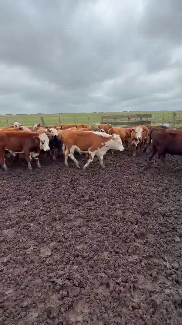 70 Terneros
