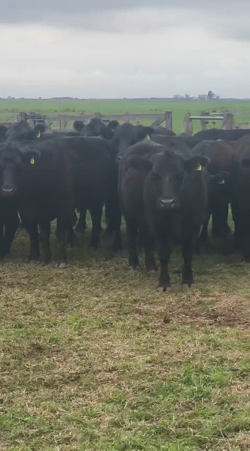 35 Vacas CUT Preñadas