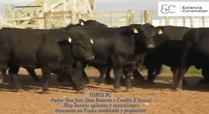 20 Toros
