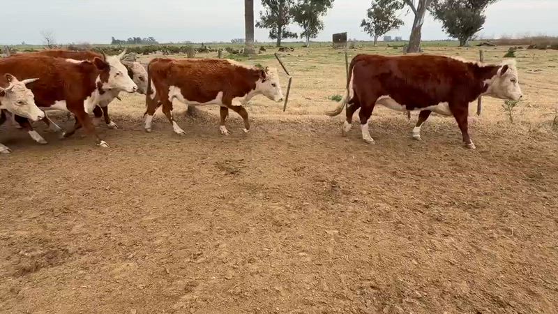 30 Vacas preñadas