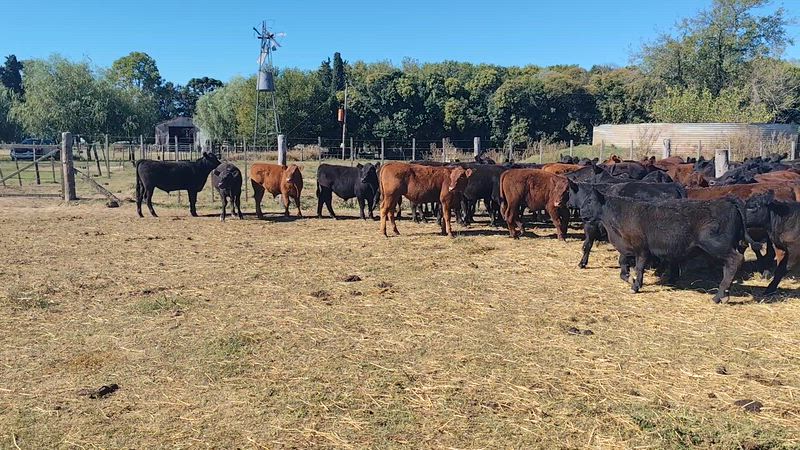 120 Terneros y Terneras