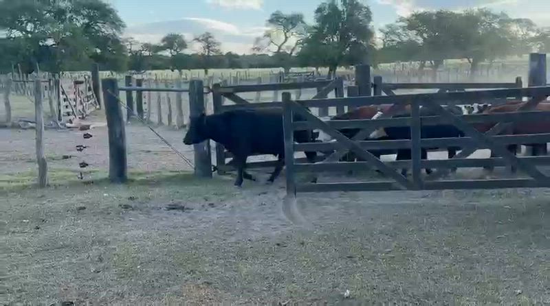 50 Terneros y Terneras